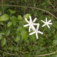 Jasminum flexile Vahl